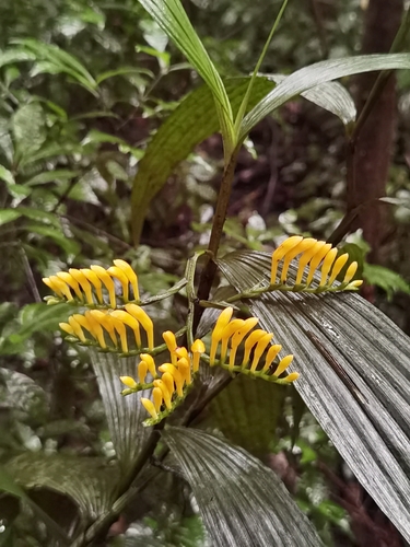 Image of Corymborkis flava by (c) Eduardo Chacón Madrigal, some rights reserved (CC BY)