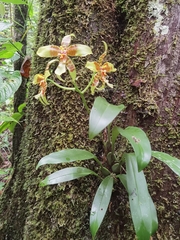Rossioglossum schlieperianum, photograph (c) Eduardo Chacón Madrigal, some rights reserved (CC BY)