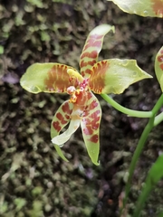 Rossioglossum schlieperianum, photograph (c) Eduardo Chacón Madrigal, some rights reserved (CC BY)