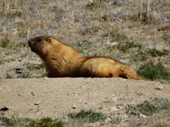 Marmota baibacina