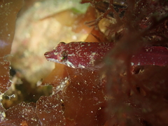 Small-Headed Clingfish photo 3