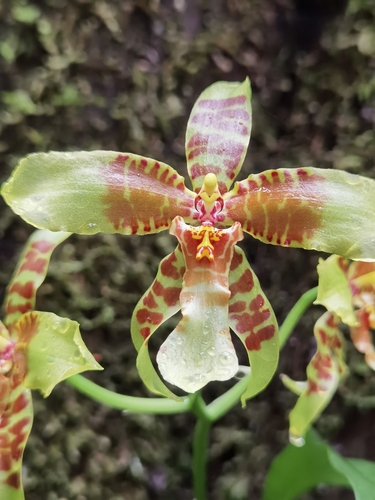 Rossioglossum schlieperianum, photograph 6