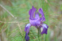 Iris aphylla