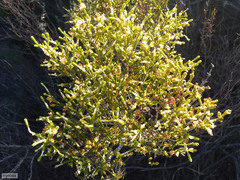 Passerina truncata