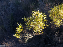 Passerina truncata