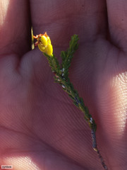Passerina truncata