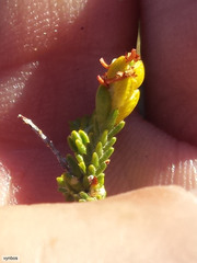 Passerina truncata