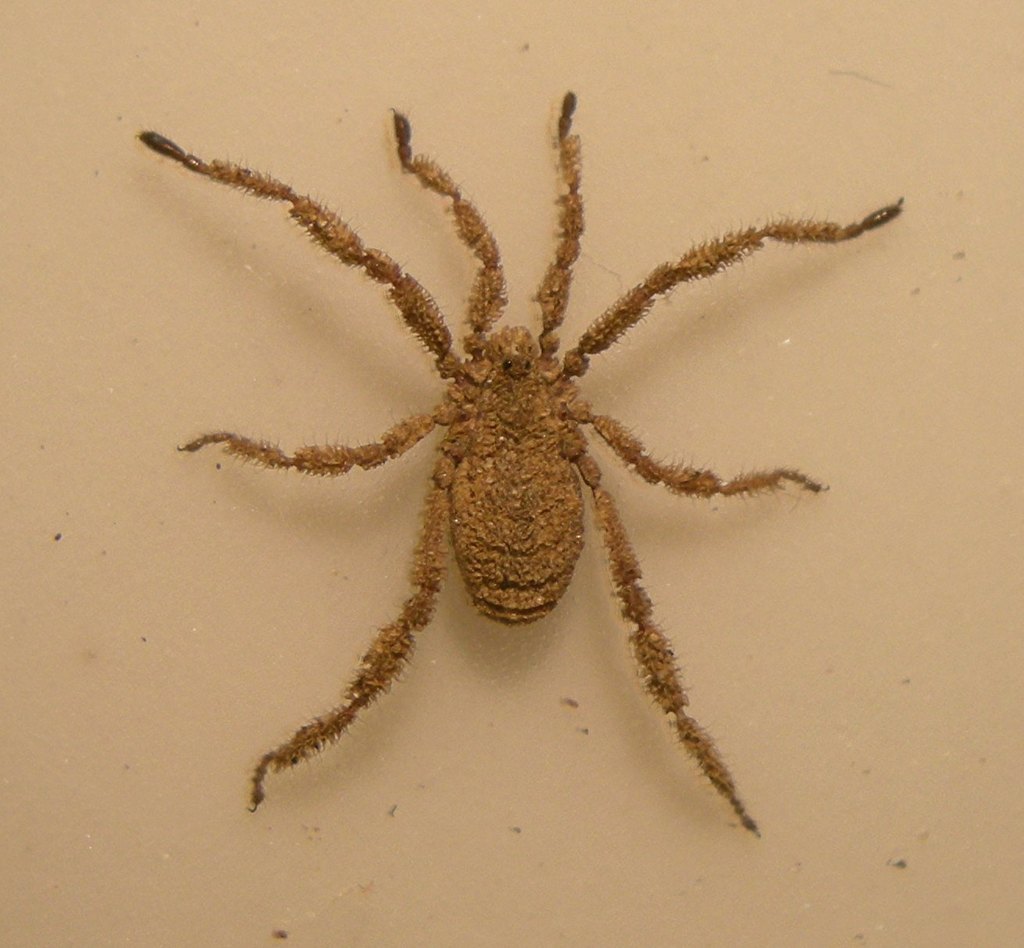 Anelasmocephalus