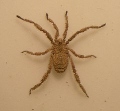 Anelasmocephalus cambridgei