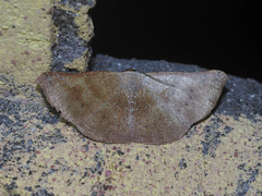 Auzeodes chalybaeata