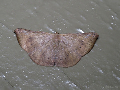 Auzeodes chalybaeata