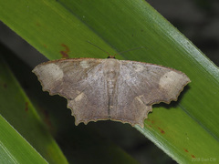 Danala laxtaria