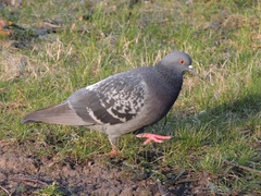 Columba livia