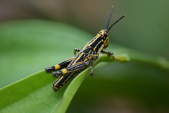 Zonocerus variegatus