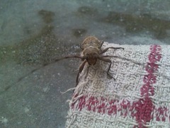 Lochmaeocles callidryas