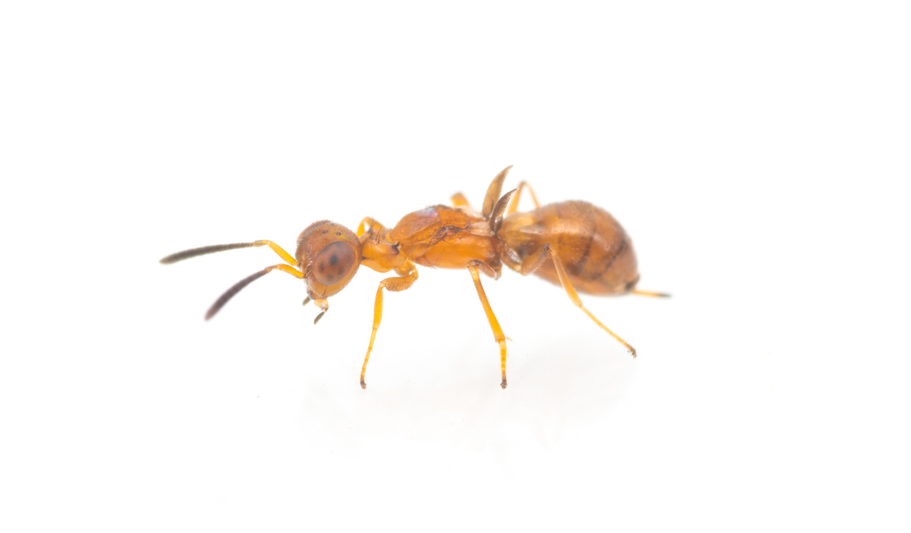 Eupelmus aseculatus