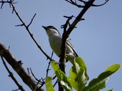 Dryoscopus cubla