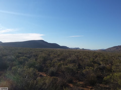 Leucadendron brunioides brunioides