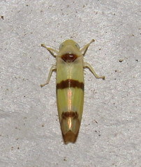 Empoa gillettei