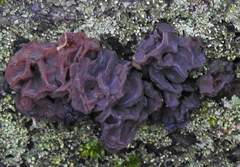 Phaeotremella foliacea image