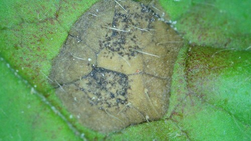 Pseudocercospora gei observed 2023-06-02