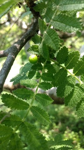 Bursera submoniliformis Engl. 3
