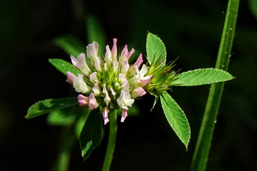 Trifolium dalmaticum