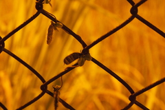 Cajanus scarabaeoides