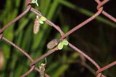 Cajanus scarabaeoides