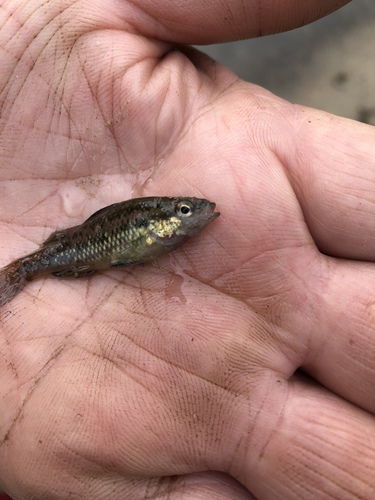 Nannoperca vittata