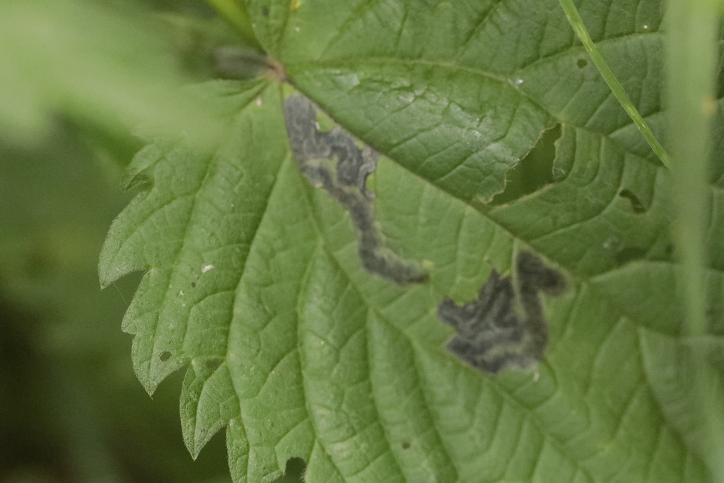 Melanagromyza cunctans