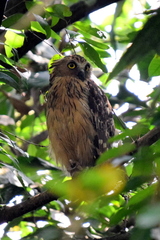 Buffy Fish-Owl photo 4