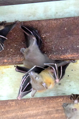 Cynopterus brachyotis