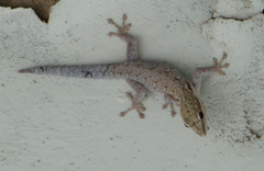 Lygodactylus chobiensis