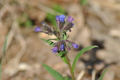 Pulmonaria angustifolia