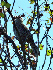 Campylorhynchus yucatanicus