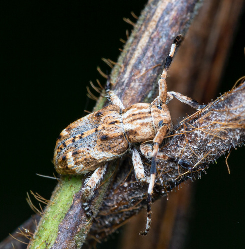 Pterolophia griseofasciatipennis, 2023-06-02