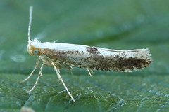 Argyresthia conjugella