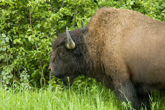Bison bison athabascae