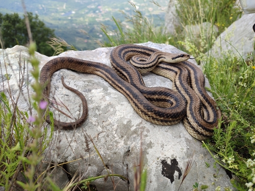 Four-lined Snake, 84088 Siano SA, Italia, photo 4 of 10