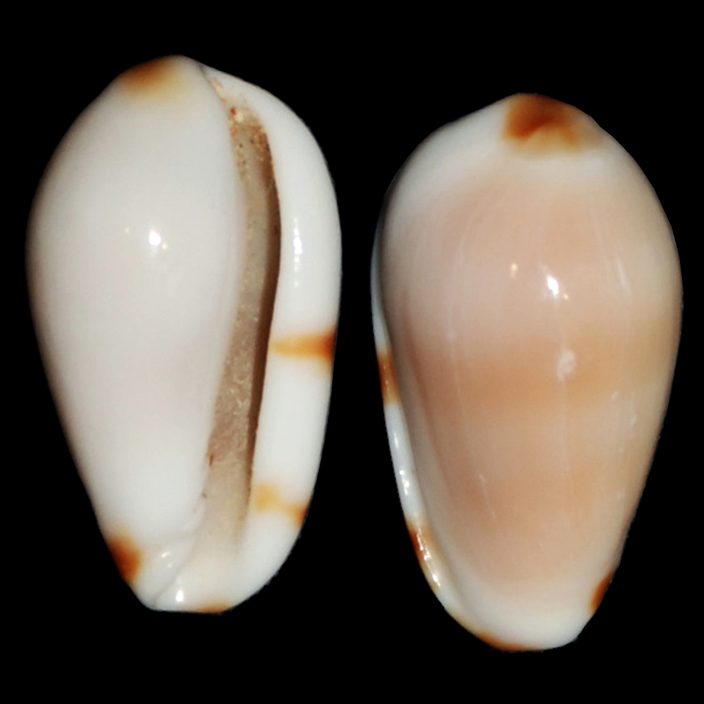 Prunum amabile