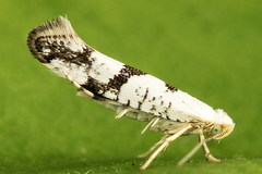 Argyresthia curvella