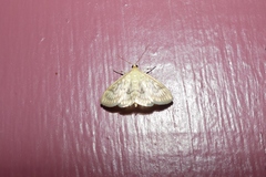 Crocidophora serratissimalis