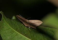 Timandra convectaria