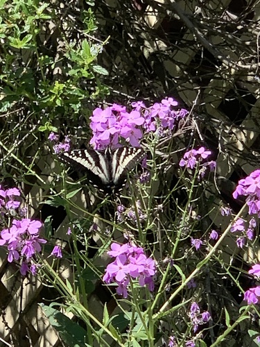 Pale Swallowtail
