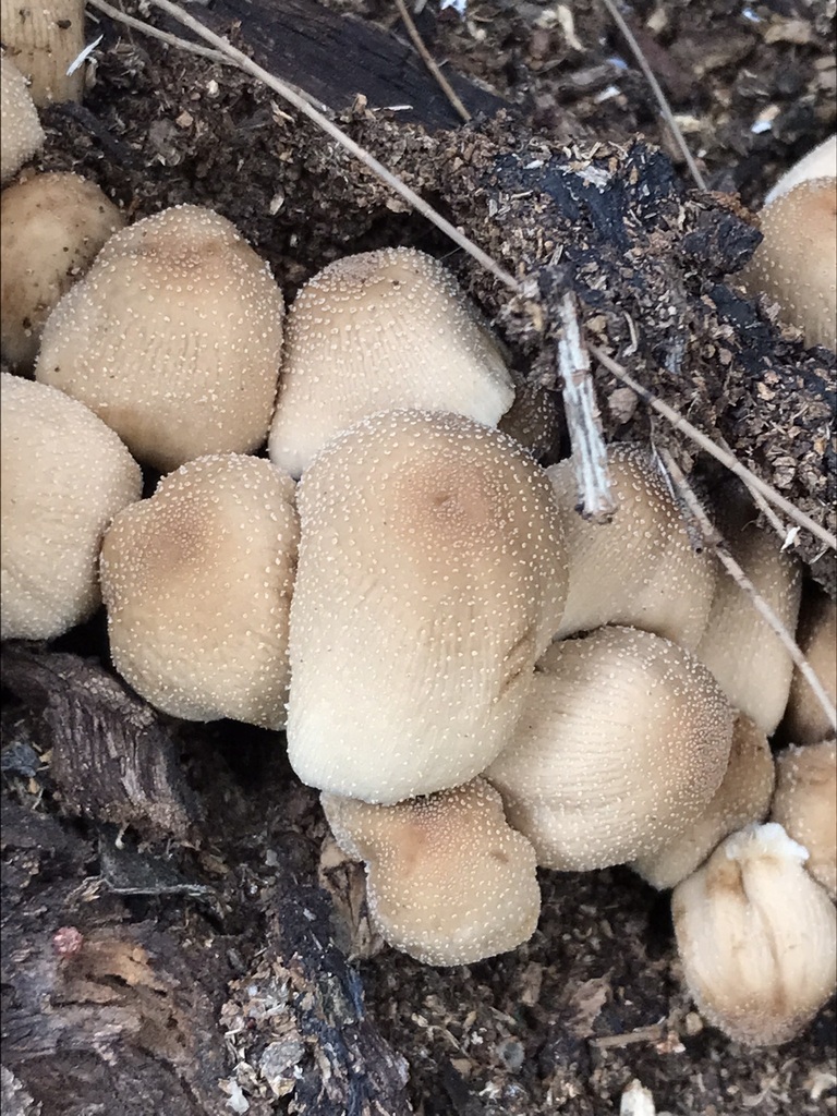 Coprinellus micaceus · June 2023 · photo: © tutitah (iNaturalist, cc0)