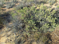 Leucadendron brunioides brunioides
