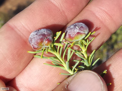 Leucadendron brunioides brunioides