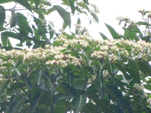 Image of Calycophyllum spruceanum by (c) Ana Cristina Almeida, some rights reserved (CC BY-SA)