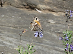 Hipparchia aristaeus